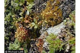 Attēlu rezultāti vaicājumam “Bryum pallescens”