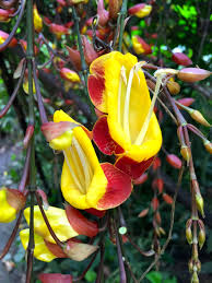 Attēlu rezultāti vaicājumam “Festuca altissima flower”