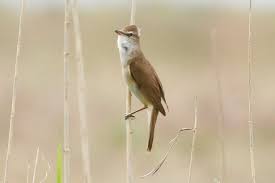 Image result for Acrocephalus arundinaceus