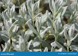 Attēlu rezultāti vaicājumam “Cerastium tomentosum leaf”