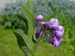 Attēlu rezultāti vaicājumam “Symphytum asperum”
