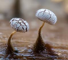 Attēlu rezultāti vaicājumam “Physarum bryomacrocarpum macro”