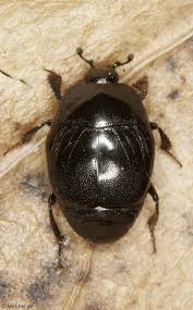 Attēlu rezultāti vaicājumam “Histeridae”