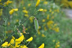 Attēlu rezultāti vaicājumam “Cytisus scoparius leaf”