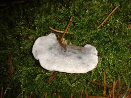 Attēlu rezultāti vaicājumam “Postia caesia”