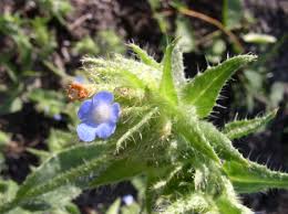 Attēlu rezultāti vaicājumam “Anchusa arvensis leaf”