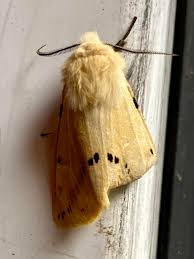 Attēlu rezultāti vaicājumam “Spilosoma lutea”