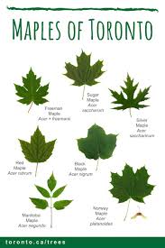 Attēlu rezultāti vaicājumam “Acer platanoides leaf”