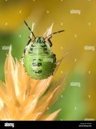 Attēlu rezultāti vaicājumam “Palomena prasina”