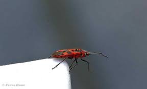 Attēlu rezultāti vaicājumam “Corizus hyoscyami imago”