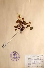 Attēlu rezultāti vaicājumam “Viola rupestris flower”