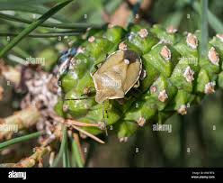 Attēlu rezultāti vaicājumam “Chlorochroa pinicola”