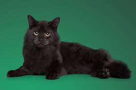 Image result for Black Cat Sac