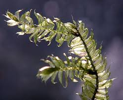 Attēlu rezultāti vaicājumam “Comatricha elegans stalked”
