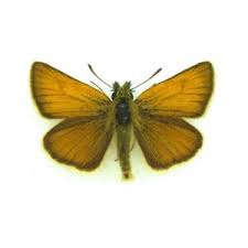 Attēlu rezultāti vaicājumam “Thymelicus lineola underside”