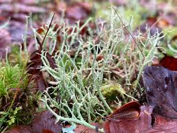 Attēlu rezultāti vaicājumam “Cladonia”