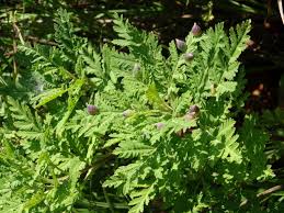 Image result for Artemisia gmelinii