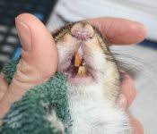 Картинки по запросу белку зажевало в диск