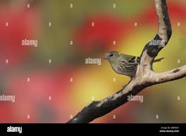 Attēlu rezultāti vaicājumam “Carduelis spinus female”