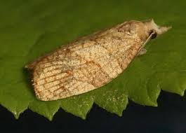 Attēlu rezultāti vaicājumam “Pandemis cinnamomeana female”