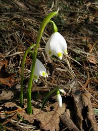 Attēlu rezultāti vaicājumam “Leucojum vernum var. carpathicum”