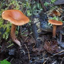 Attēlu rezultāti vaicājumam “Lactarius”