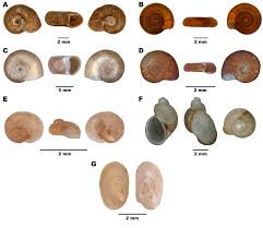 Attēlu rezultāti vaicājumam “Planorbidae”