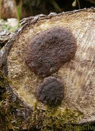 Attēlu rezultāti vaicājumam “Hypoxylon multiforme”