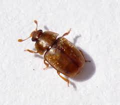 Attēlu rezultāti vaicājumam “Nitidulidae”