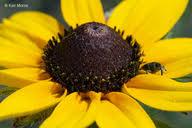 Attēlu rezultāti vaicājumam “Rudbeckia hirta var. pulcherrima flower”