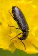 Attēlu rezultāti vaicājumam “Dasytes caeruleus”