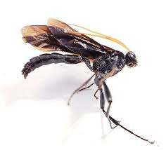 Attēlu rezultāti vaicājumam “Ichneumonidae”