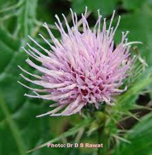 Attēlu rezultāti vaicājumam “Cirsium acaule fruit”
