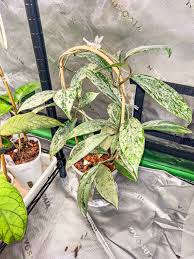 Attēlu rezultāti vaicājumam “Lophozia laxa”