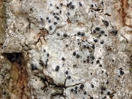 Attēlu rezultāti vaicājumam “Acrocordia gemmata”