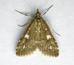 Attēlu rezultāti vaicājumam “Udea olivalis”