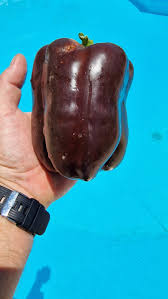 Afbeeldingsresultaat voor chocolate beauty sweet pepper