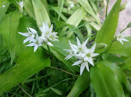 Image result for Bärlauch