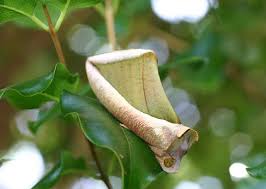 Attēlu rezultāti vaicājumam “Hordelymus europaeus fruit”