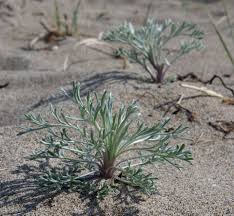 Image result for Artemisia caudata