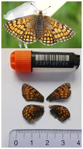 Attēlu rezultāti vaicājumam “Mellicta athalia underside”