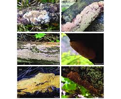 Attēlu rezultāti vaicājumam “Ceriporia viridans”