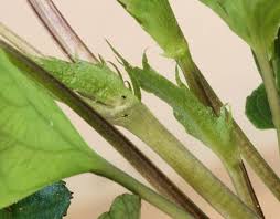 Attēlu rezultāti vaicājumam “Lamproderma violaceum stalked”