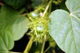 Attēlu rezultāti vaicājumam “Arctium tomentosum fruit”