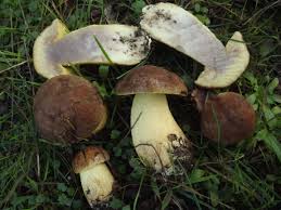 Attēlu rezultāti vaicājumam “Leccinum”