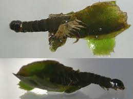 Attēlu rezultāti vaicājumam “Cataclysta lemnata”