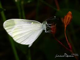 Attēlu rezultāti vaicājumam “Leptidea sinapis underside”