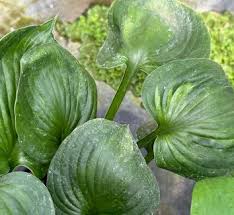 Image result for Hosta Warpaint