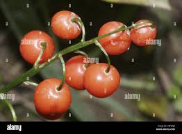 Attēlu rezultāti vaicājumam “Convallaria majalis fruit”