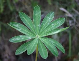 Attēlu rezultāti vaicājumam “Lupinus polyphyllus leaf”
